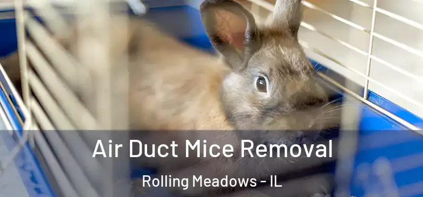 Air Duct Mice Removal Rolling Meadows - IL