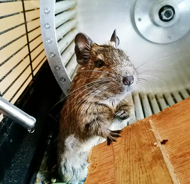 Why Homeowners & Businesses Trust Us Rolling Meadows, IL